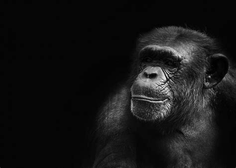  The Chimp Paradox: Unleashing the Power Within through Mindfulness and Understanding